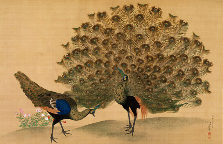 円山応挙《孔雀図》, Public domain, via Wikimedia Commons.