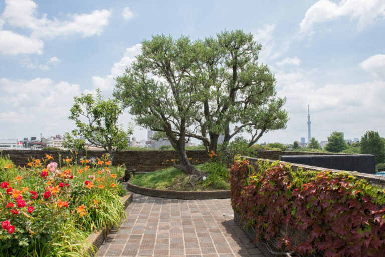 屋上にはシンボルのオリーブの木が。東京スカイツリーも望むことができる