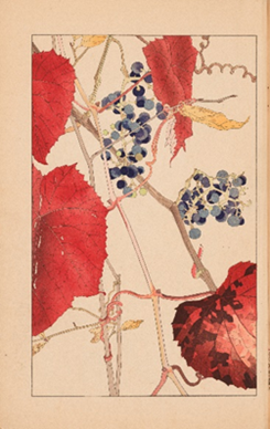 杉浦非水『非水百花譜』1929-34年、印刷博物館蔵